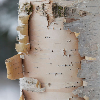 Spalted Birch Wood Bowl – 12 ½" Diameter x 3" Height